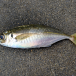 アジの遠投カゴ釣り仕掛けと釣り方