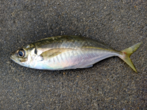 アジの遠投カゴ釣り仕掛けと釣り方