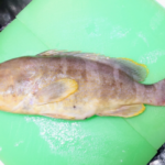 アオハタの釣り方!仕掛け・時期は?【ワーム】