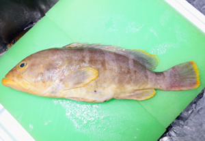 アオハタの釣り方!仕掛け・時期は?【ワーム】