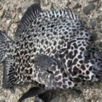 イシガキダイの釣り方!仕掛けや時期は?