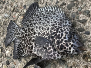 イシガキダイの釣り方!仕掛けや時期は?