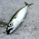 サバのカゴ釣り仕掛けと釣り方