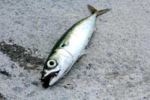 サバのカゴ釣り仕掛けと釣り方