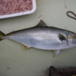 ヒラマサのフカセ釣り仕掛けと釣り方【船】