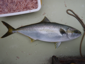 ヒラマサのフカセ釣り仕掛けと釣り方【船】