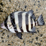 イシダイ釣りの時期!イシガキダイとの違いは?