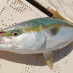 ブリの落とし込み釣り仕掛けと釣り方