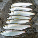 サッパ釣りの時期と時間帯【ママカリ】