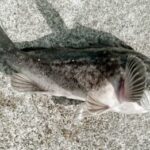 クロソイのワームタックルと釣り方