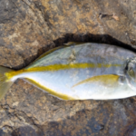 シマアジのカゴ釣り仕掛けと釣り方