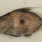 マトウダイの釣り方について解説!仕掛けや時期は?【泳がせ】