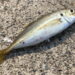 ブッコミサビキ仕掛け（遠投）と釣り方【アジ】