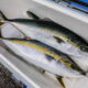 ワラサ竿のおすすめ【コマセ釣り用】
