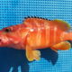 アカハタ釣りの仕掛けと釣り方【船のエサ釣り】